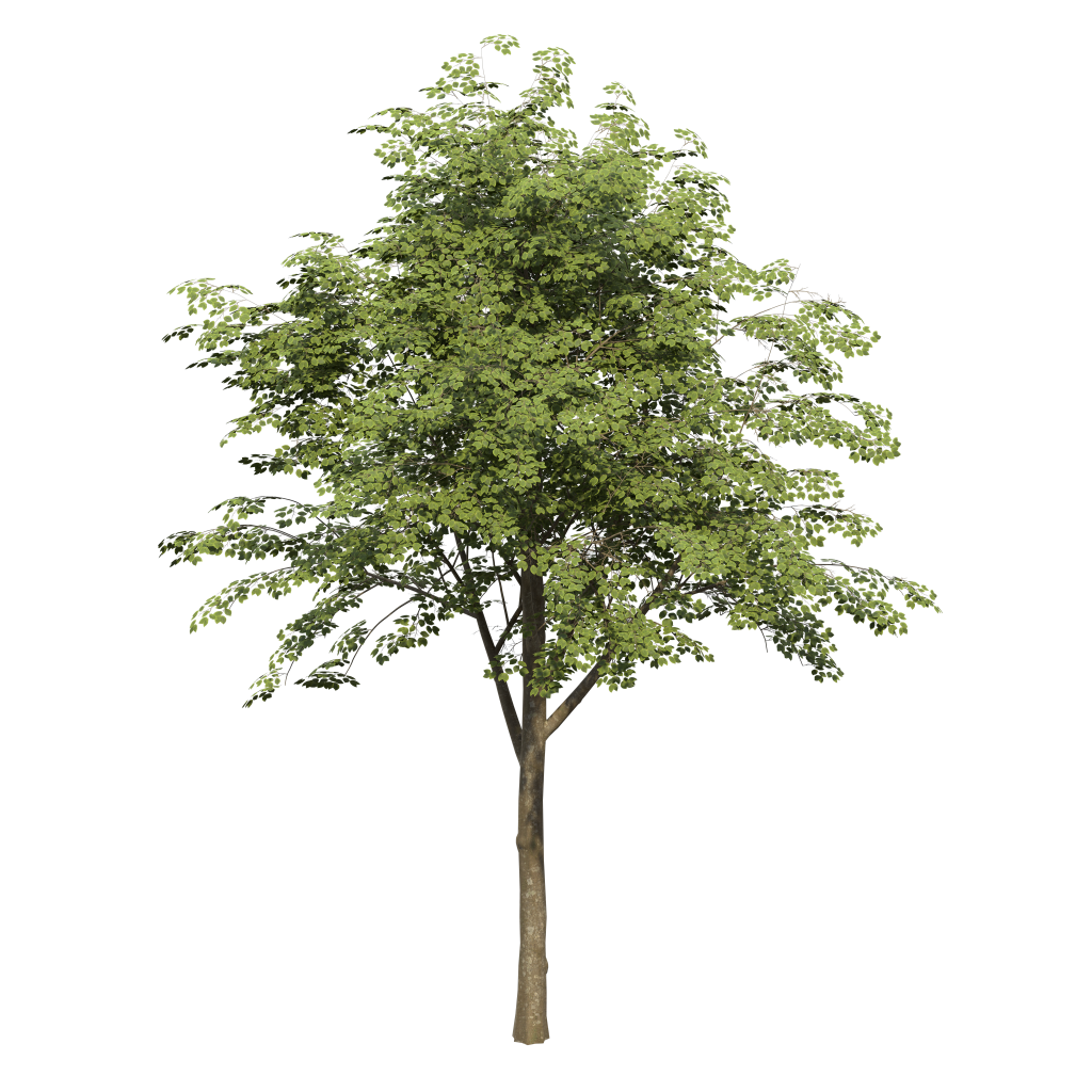 Alnus Incana - Gray alder